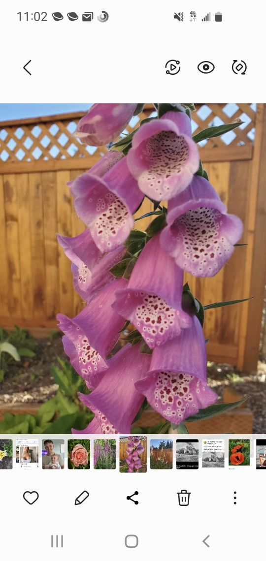 Foxgloves for an English-Style Flower Garden