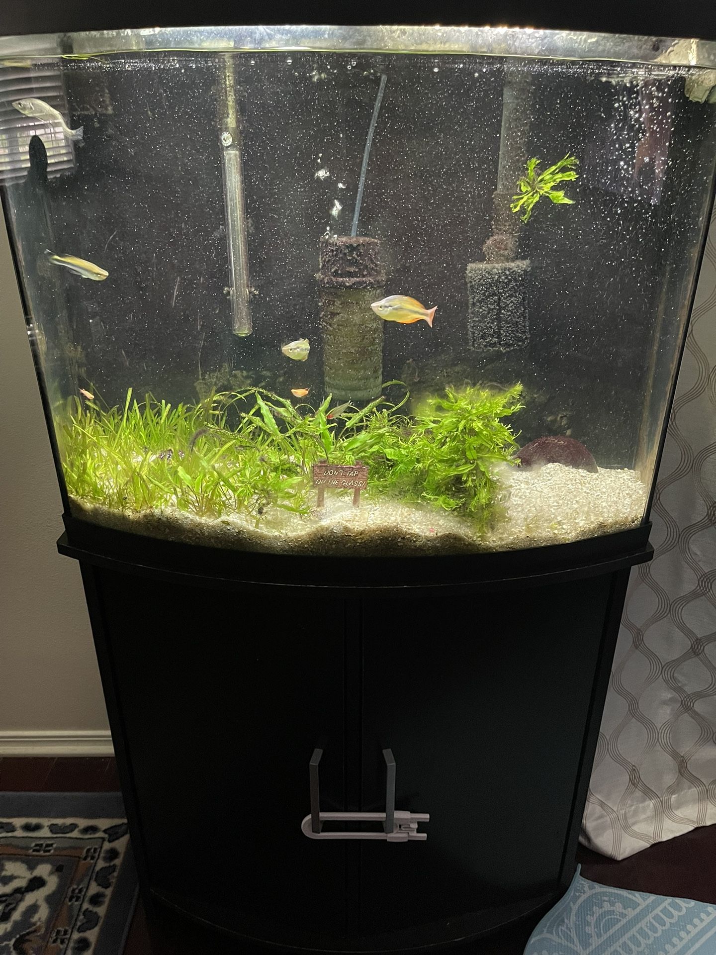 36 Gallon Bow Front Aquarium With Stand Whole Setup