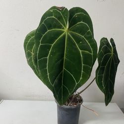 Anthurium Crystallinum 