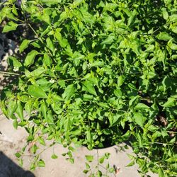 Plantas De Chile Del Monte 3gallones Bushes 