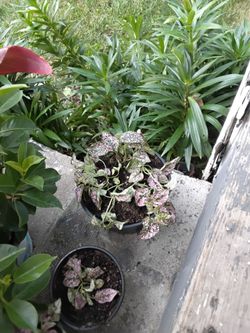Indoor house plants
