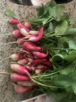 Organic locally grown radish