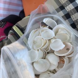Shells 🐚 Great For Crafts Or To Put Aquarium