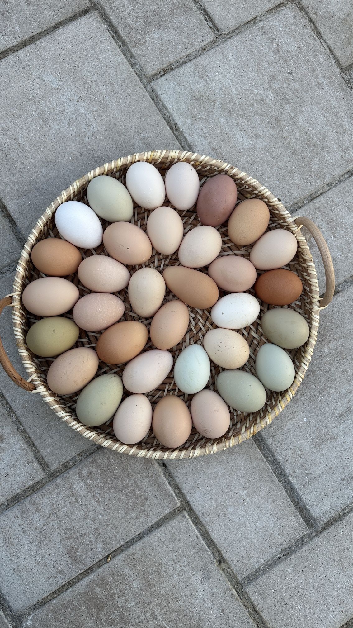 Pasture Raised Organic Eggs ($8 Dozen)