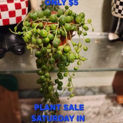 PLANT SALE SATURDAY Starts At NOON OVER 1000 PLANTS TO CHOOSE FROM  SAN LORENZO  MESSAGE ME FOR ADDRESS PLEASE