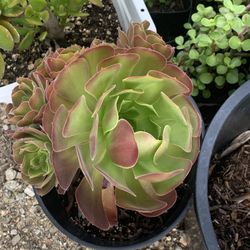 Aeonium 2 Gallon Plants