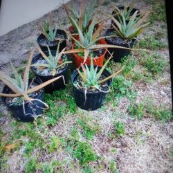 aloe plant 5 each
