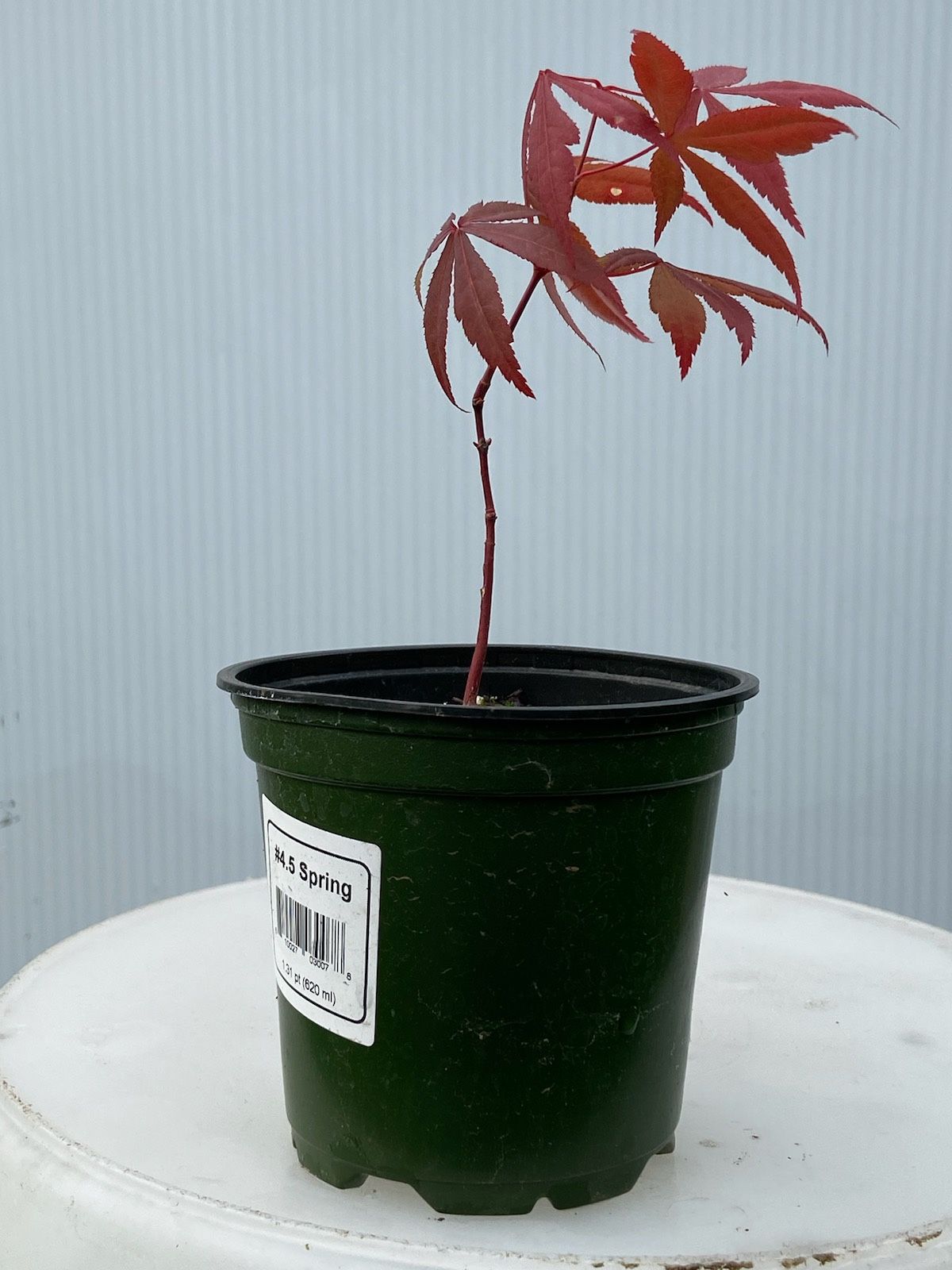 Small Red Japanese Maples
