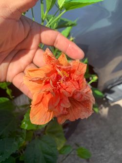 Double bloom Peach hibiscus shrub
