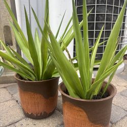 Matching Set Plants 