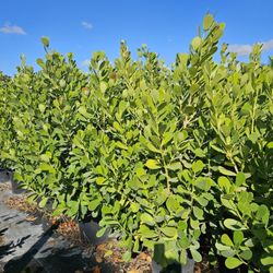 huge clusias over 6 feet tall  Instant  privacy Hedge for fence 