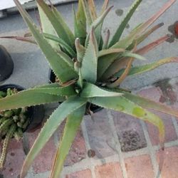Potted Aloe Vera Plant