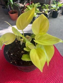 Neon Lemon Lime Philodendron Indoor Plant
