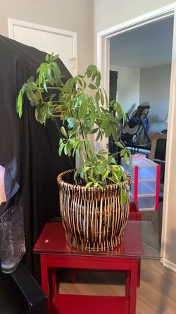 Plant