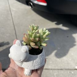 Small Turtle Pot With Succulent Plants-Plants With Pots ($5 each)