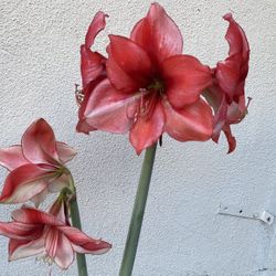Amaryllis, Hippeastrum Blooming Plant, In 8 Inch Pot Pick Up Only  