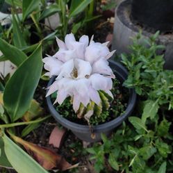 Cactus Pink And White 2 Color End  1