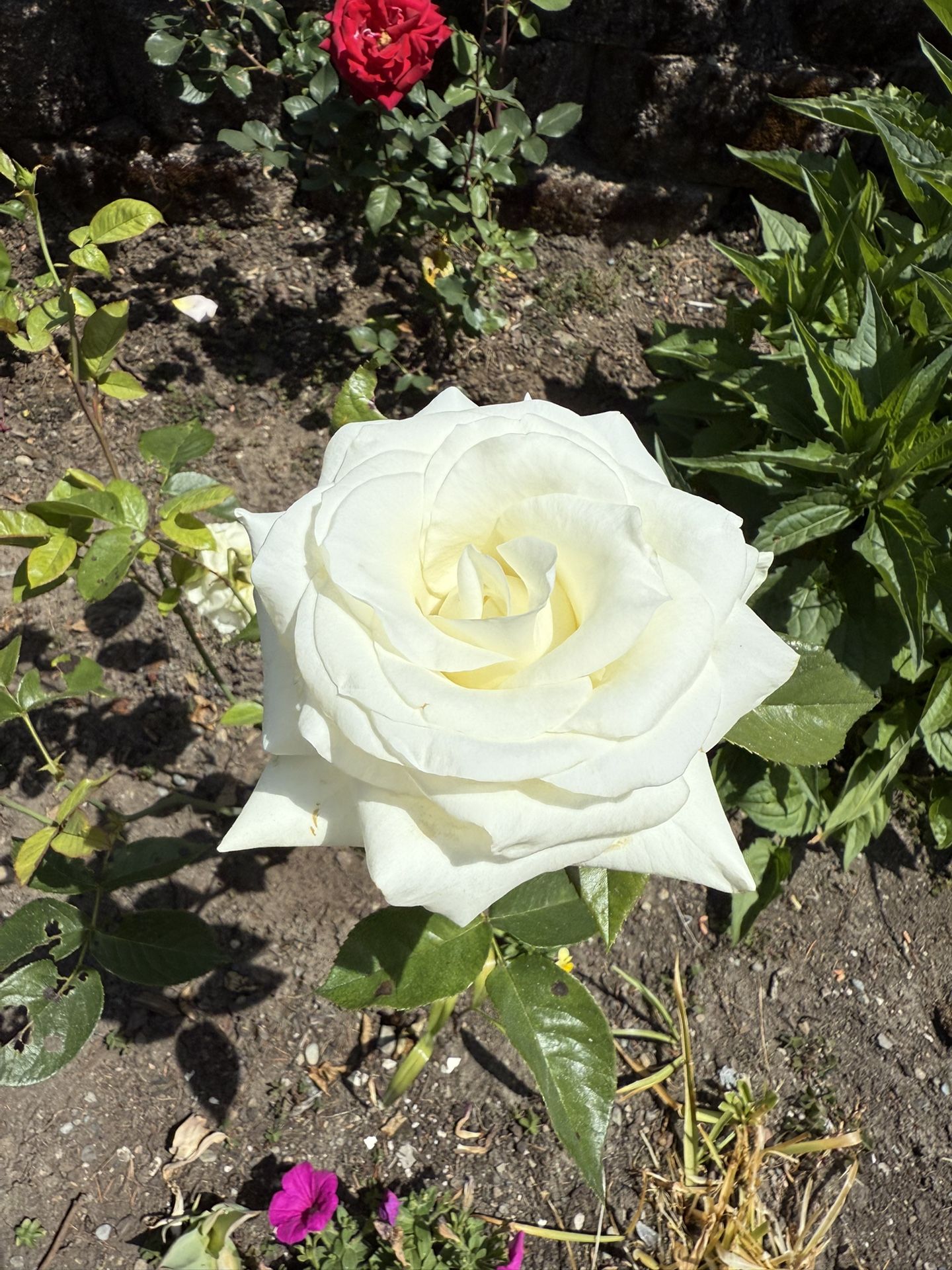 Blooming White Rose Bush Absolutely Gorgeous