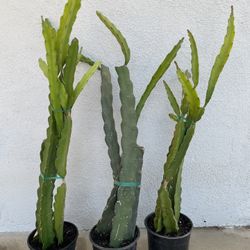 Rooted Dragonfruit Fruit Plant