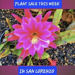 SUCCULENT SALE THIS WEEK.  STARTING AT $3 AND $4   AND UP. SAN LORENZO