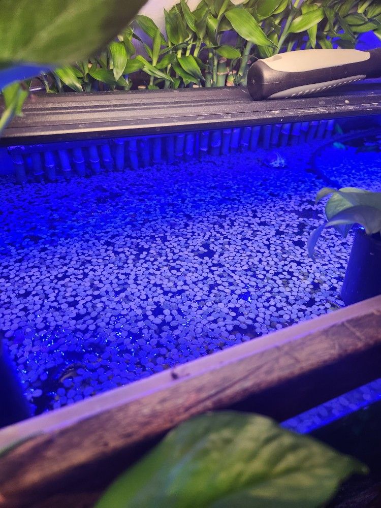 Salvinia Floating Aquarium Plant