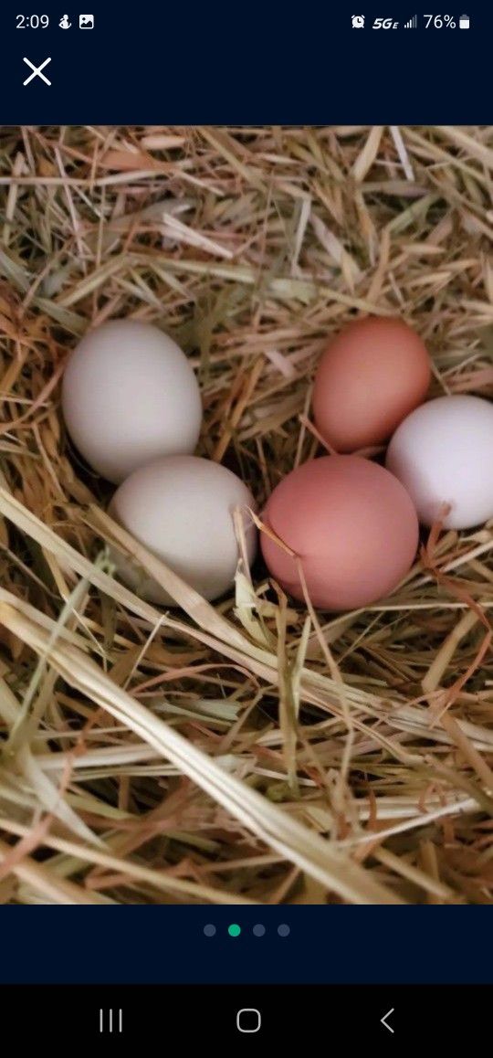 Farm Eggs