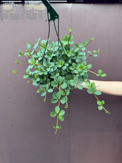 6” Peperomia hope