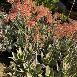 Succulent Plants 