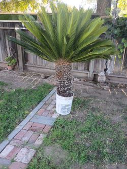 Sago palms are healthy & ready to move