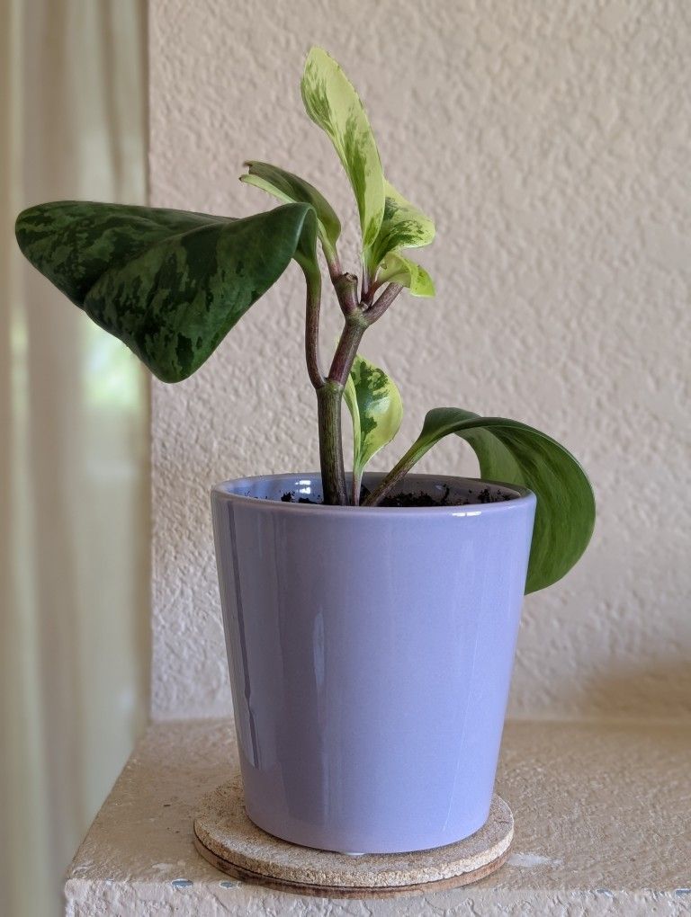 Healthy Beautiful Indoor Plant ( Peperomia)