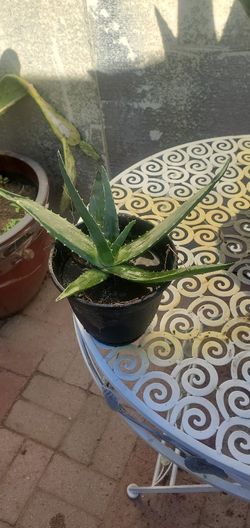 Aloe Vera plant