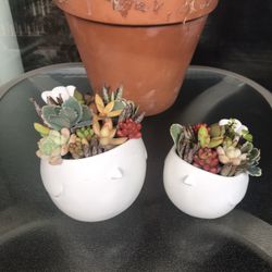 Very Cute Succulent Pots 