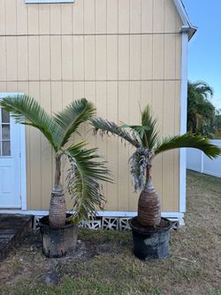 Bottle Palm Trees