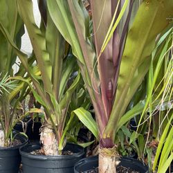 Purple Queen Emma Crinum Lilies 
