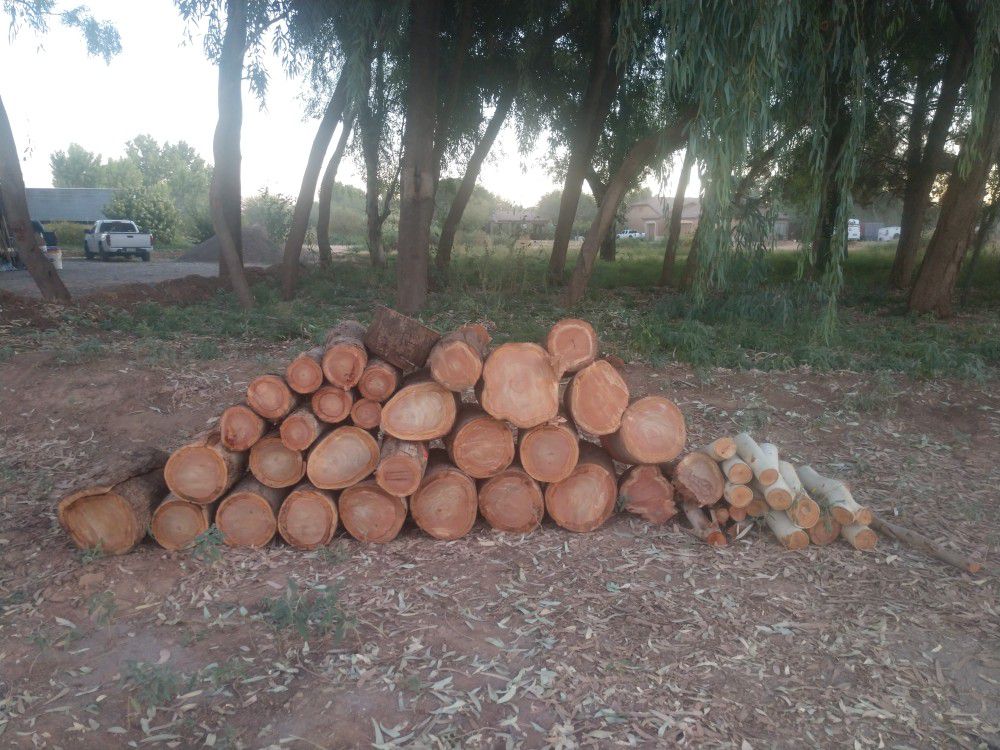 Free Eucalyptus wood just cut today.
