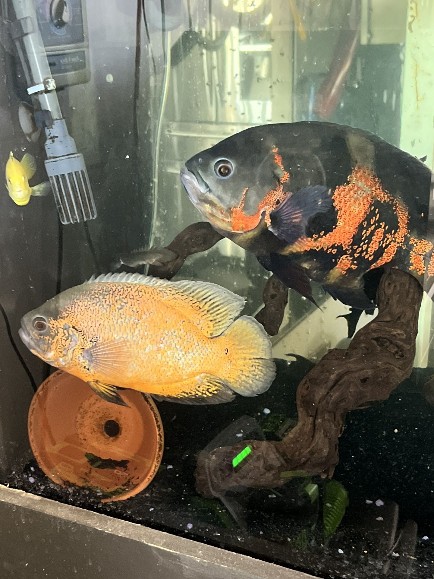 Fish Tank