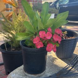 Corona De Cristo/ Crown Of Thorns Plant