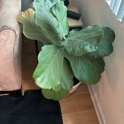 Fiddle Leaf Fig