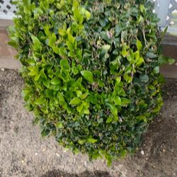 Shrub, Tree