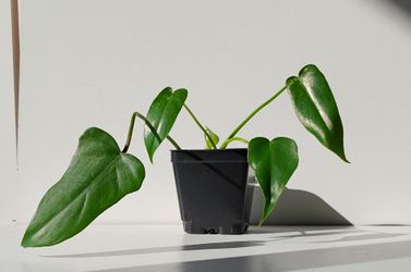 Rare Aroid Philodendron Golden Dragon variegated plant/ indoor plant/ house plant/ flower patio garden