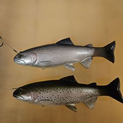 Huddleston Swimbait trout