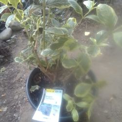 Potted Plants/Hanging Pots