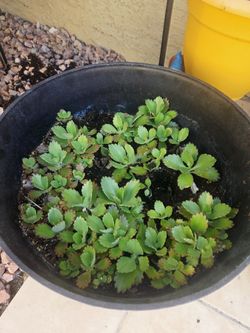 Plant