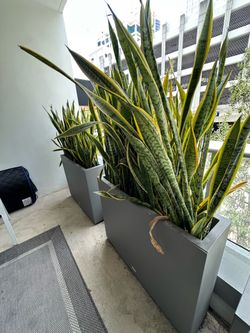 2 Large Modern Planters with Mature Snake Plants – Commercial Grade
