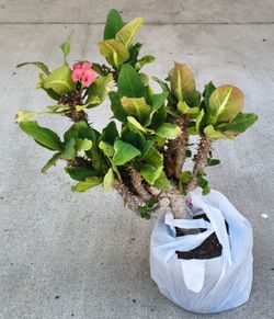 Free Euphorbia 'Crown of Thorns'