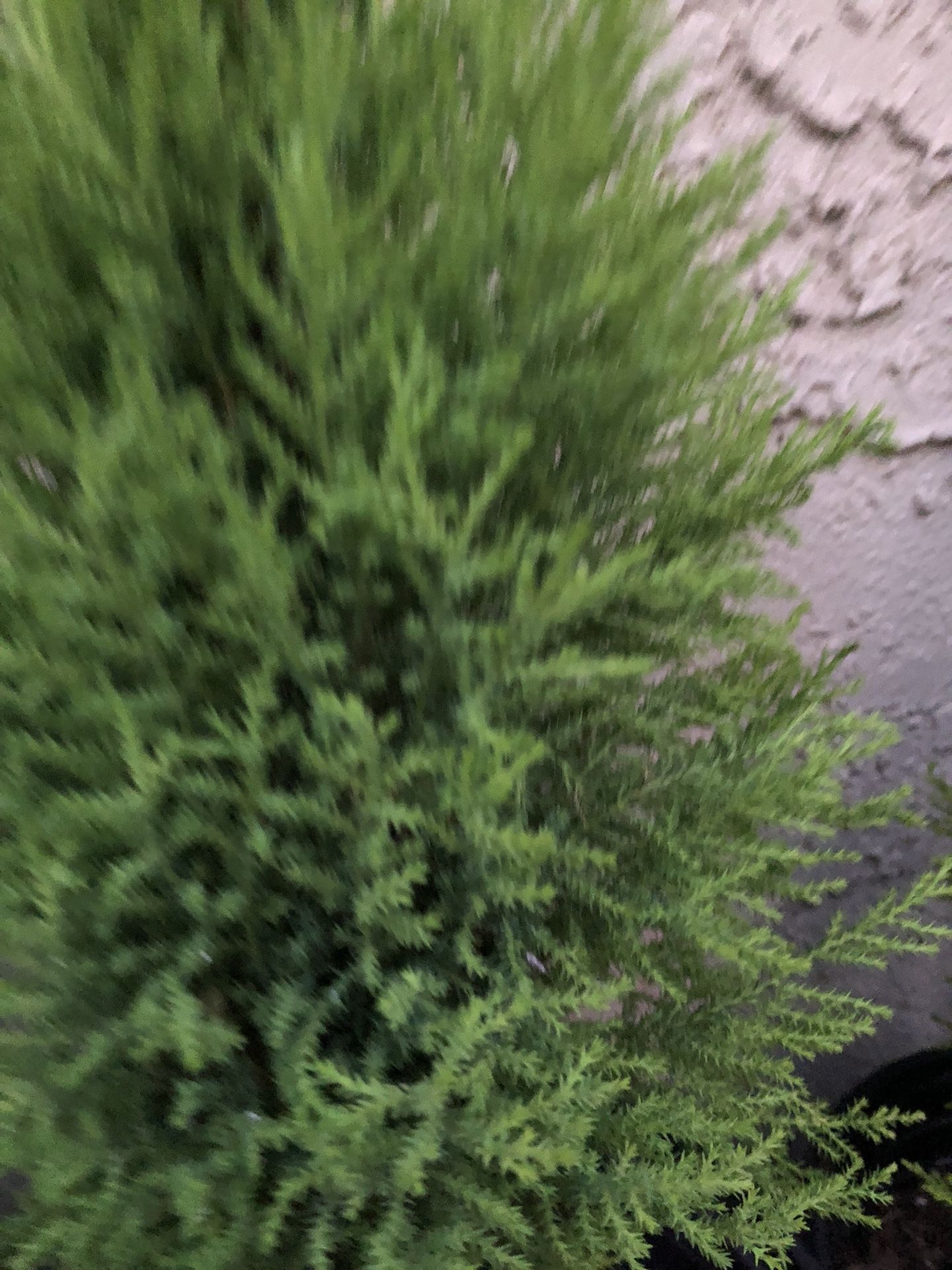 Lemon Cypress Tree with Citrusy Aroma and Golden Evergreen Foliage  5 Gallon