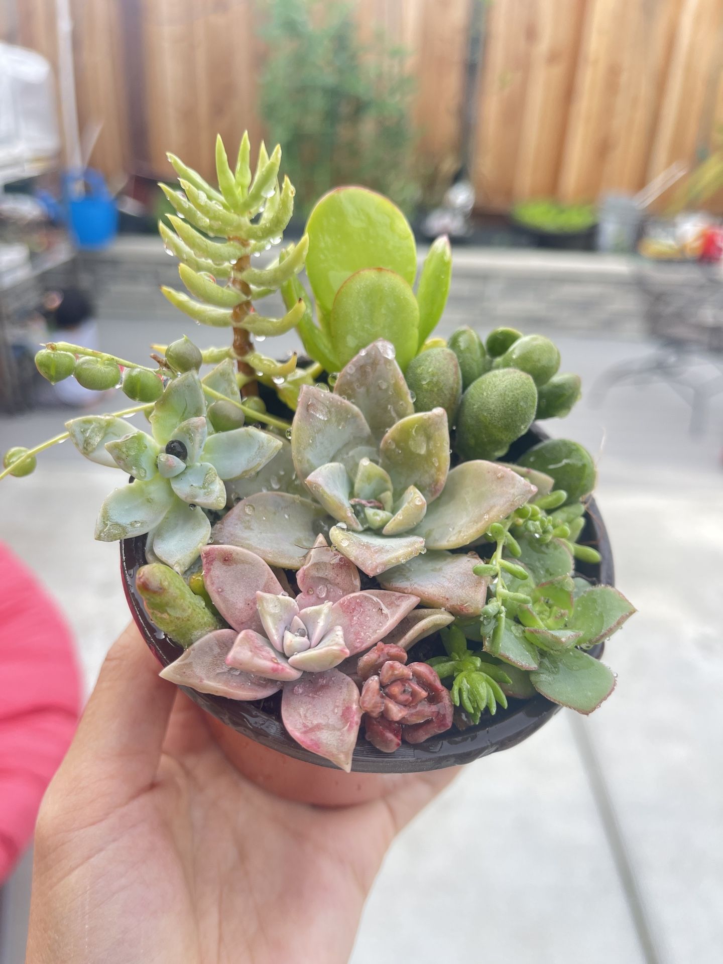 Mixed Succulents In pot To Trade 