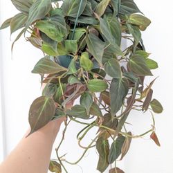 Philodendron Mican Plant 6" Pot - Indoor House Plants 