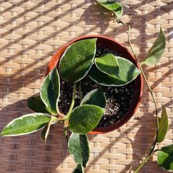 Hoya Tricolor Plant
