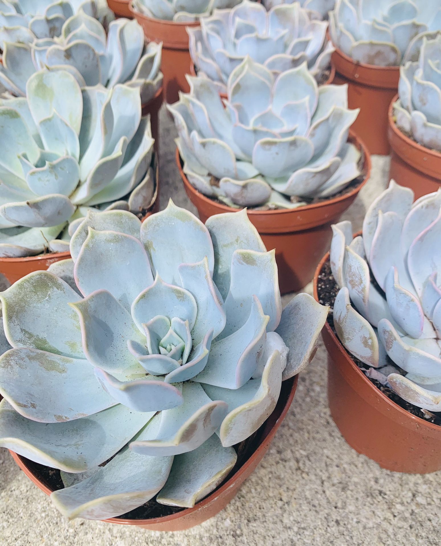 Echeveria Lilicina Succulent
